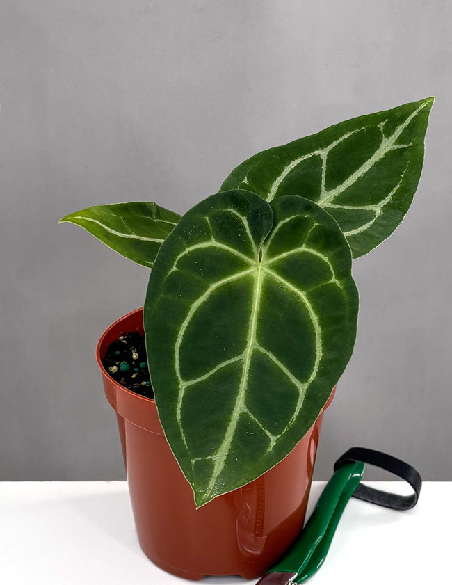Anthurium Magnificum x Forgetii - Plant Proper - 4" Pot