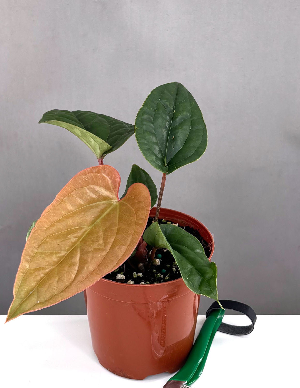 anthurium luxurians humidity Anthurium Radicans x Luxurians