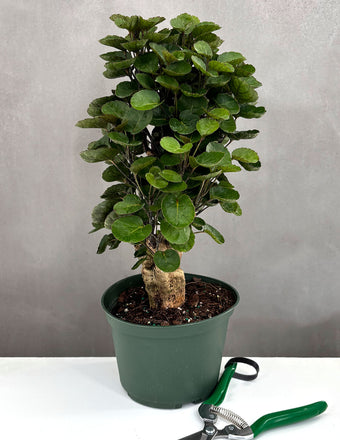 Aralia Fabian - Plant Proper - 6" Pot