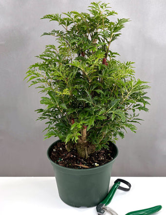 Ming Aralia - Plant Proper - 6" Pot