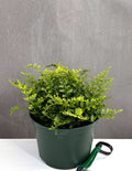 Australian Mother Fern - Plant Proper - 6" Pot