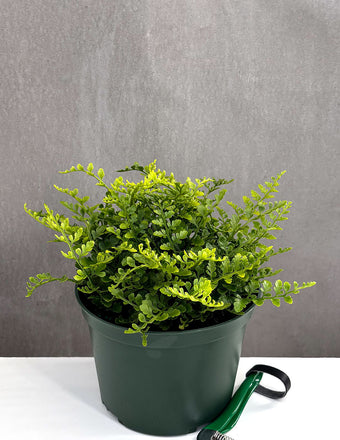 Australian Mother Fern - Plant Proper - 6" Pot