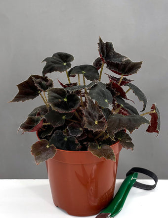 Begonia Black Velvet - Plant Proper - 4" Pot