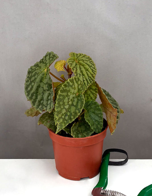 Begonia Chlorosticta - Plant Proper - 3.5" Pot