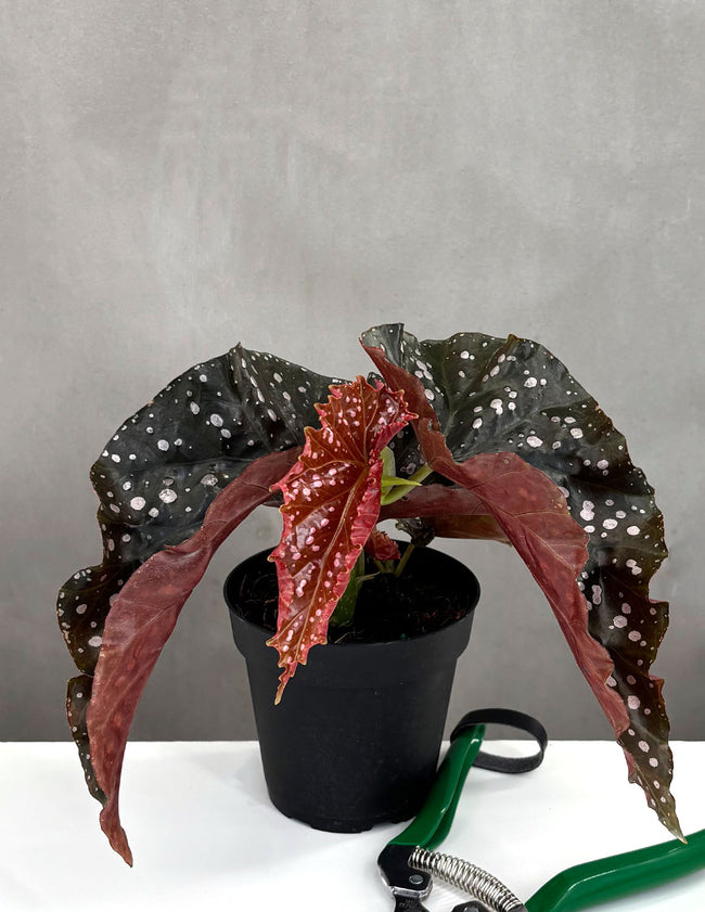 Begonia Cracklin Rose - Plant Proper - 4" Pot