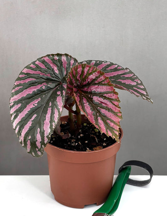 Begonia Brevirimosa Exotica - Plant Proper - 3" Pot