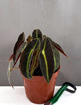 Begonia Listada - Plant Proper - 4" Pot