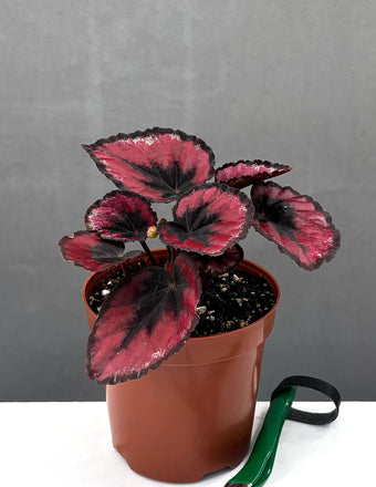 Begonia Red Kiss - Plant Proper - 4" Pot
