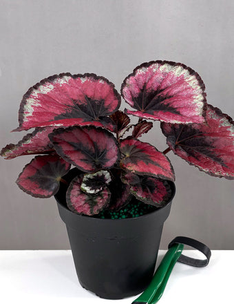 Begonia Red Kiss - Plant Proper - 4" Pot