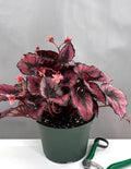 Begonia Red Kiss - Plant Proper - 6" Pot
