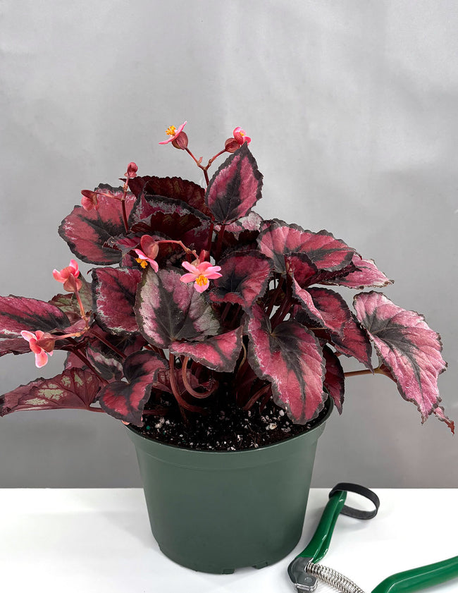 Begonia Red Kiss - Plant Proper - 6" Pot