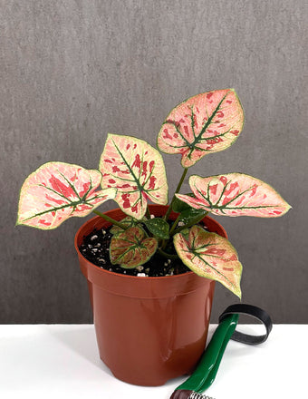 Caladium Bicolor Strawberry Star - Plant Proper - 4" Pot