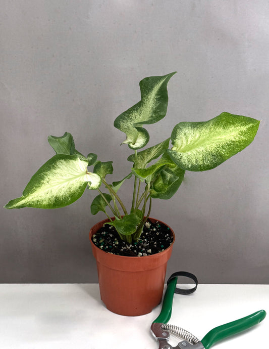 Caladium White Butterfly - Plant Proper - 4" Pot
