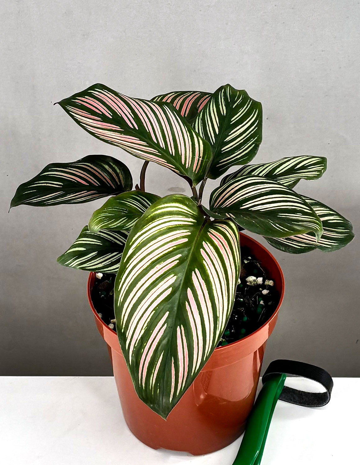 Calathea White Star