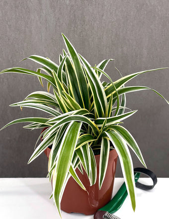 Spider Plant - Plant Proper - 4" Pot