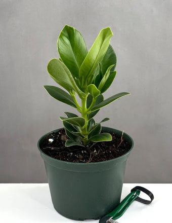 Clusia Princess - Plant Proper - 6" Pot