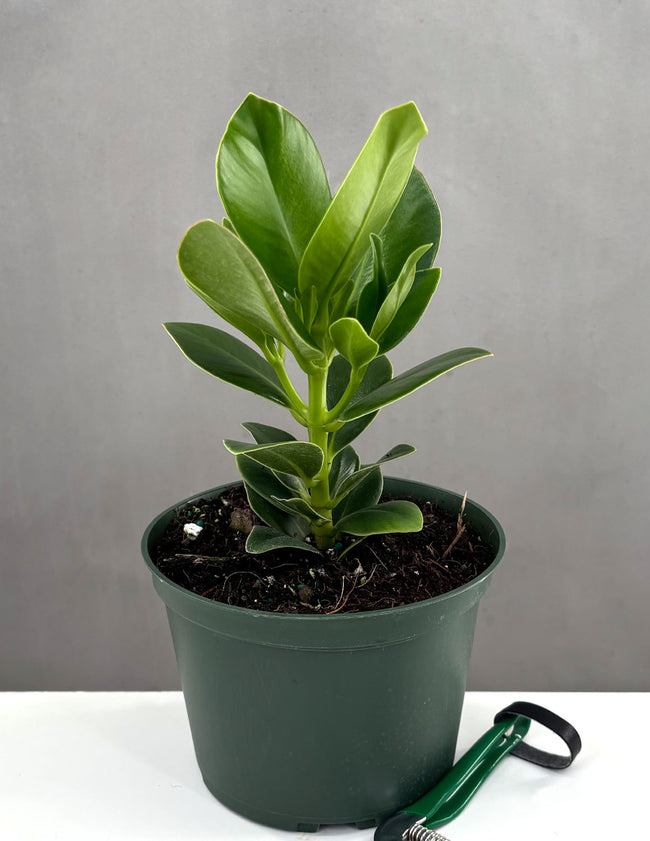 Clusia Princess - Plant Proper - 6" Pot