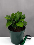 Coffee Plant - Plant Proper - 4" Pot