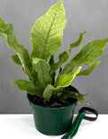 Crocodile Fern - Plant Proper - 4" Pot