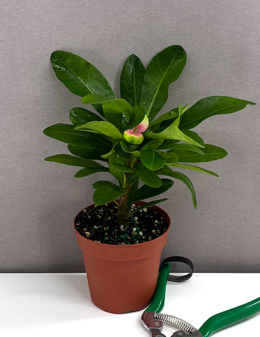 Crown of Thorns Pink Flower - Plant Proper - 4" Pot