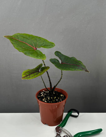 Cyrtosperma Johnstonii - Plant Proper - 4" Pot