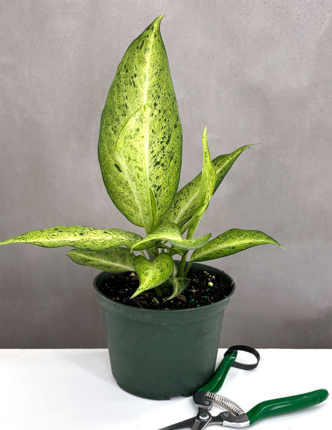 Dieffenbachia Camouflage - Plant Proper - 6" Pot