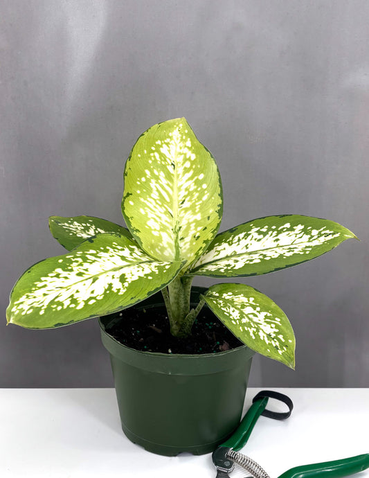 Dieffenbachia Delilah - Plant Proper - 6" Pot