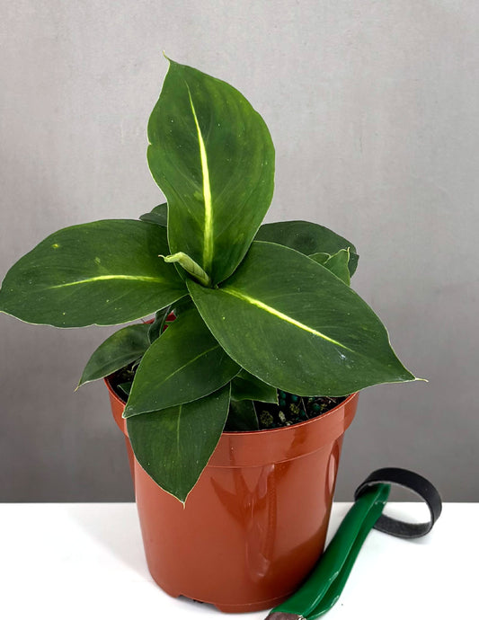 Dieffenbachia Green Magic