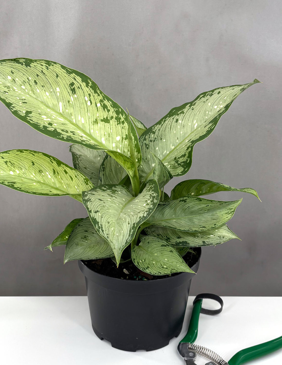 alfredo dieffenbachia Dieffenbachia Memoria Corsii | Houseplant