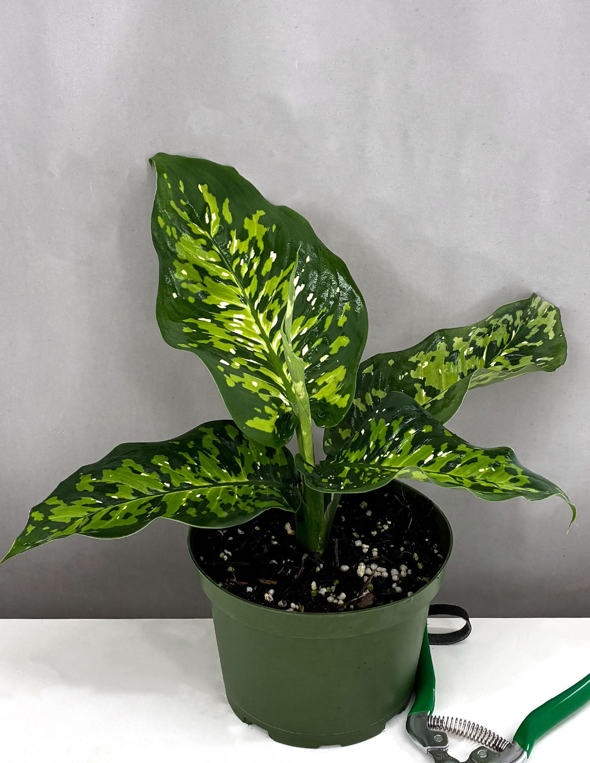 fiddle leaf fig plant food Professional Liquid Fiddle Leaf Fig Plant Fertilizer – Leaves and Soul