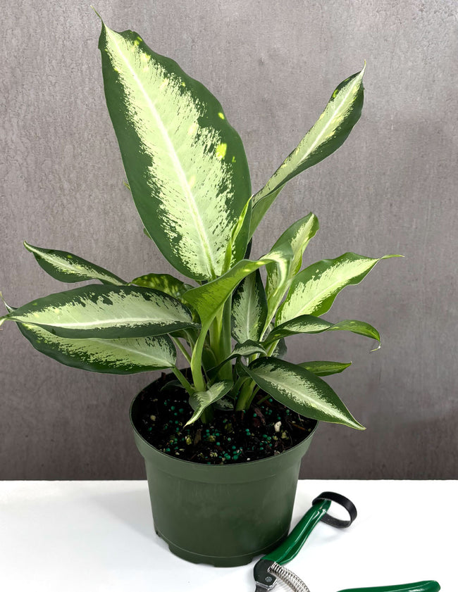 Dieffenbachia Panther - Plant Proper - 6" Pot