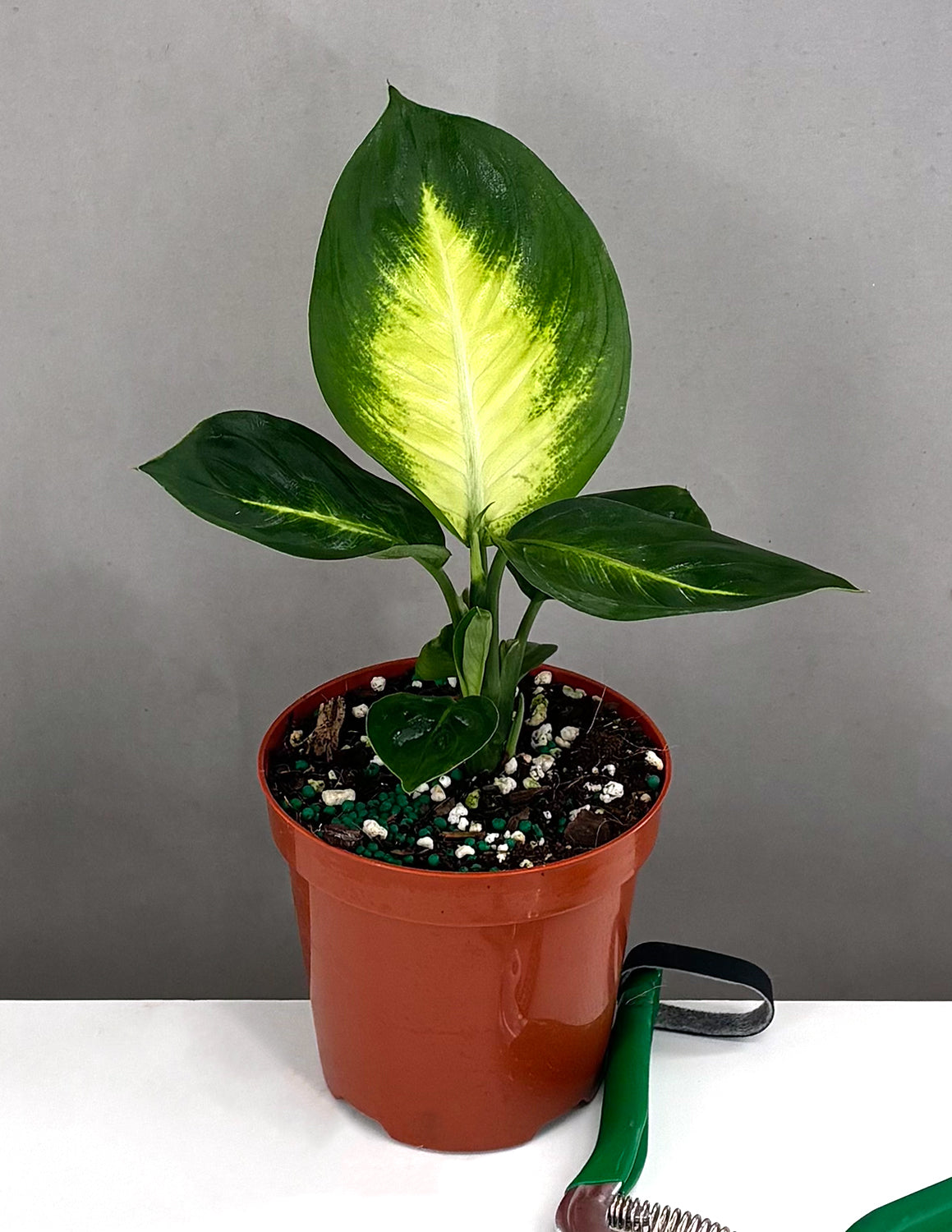 can dieffenbachia grow in water Dieffenbachia Tropic Marianne | Houseplant