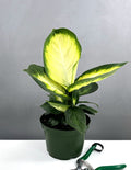 Dieffenbachia Marianne - House Plant - Plant Proper - 6"