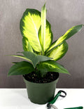 Dieffenbachia Tropic Marianne - House Plant - Plant Proper - 6"