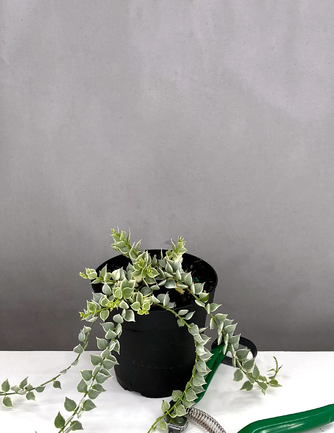 Dischidia Million Hearts Variegated- Plant Proper
