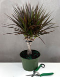 Dracena Marginata Magenta - Plant Proper - 6" Pot