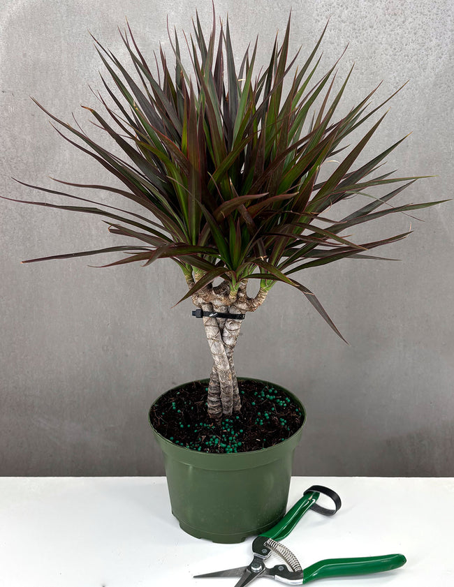 Dracena Marginata Magenta - Plant Proper - 6" Pot