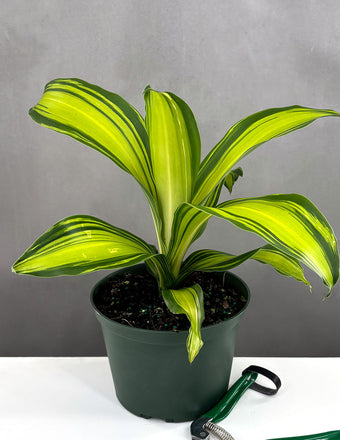 Dracaena Marley - Plant Proper - 6" Pot
