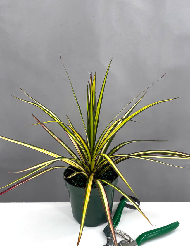 Dracaena Ray of Sunshine - Plant Proper - 4" Pot