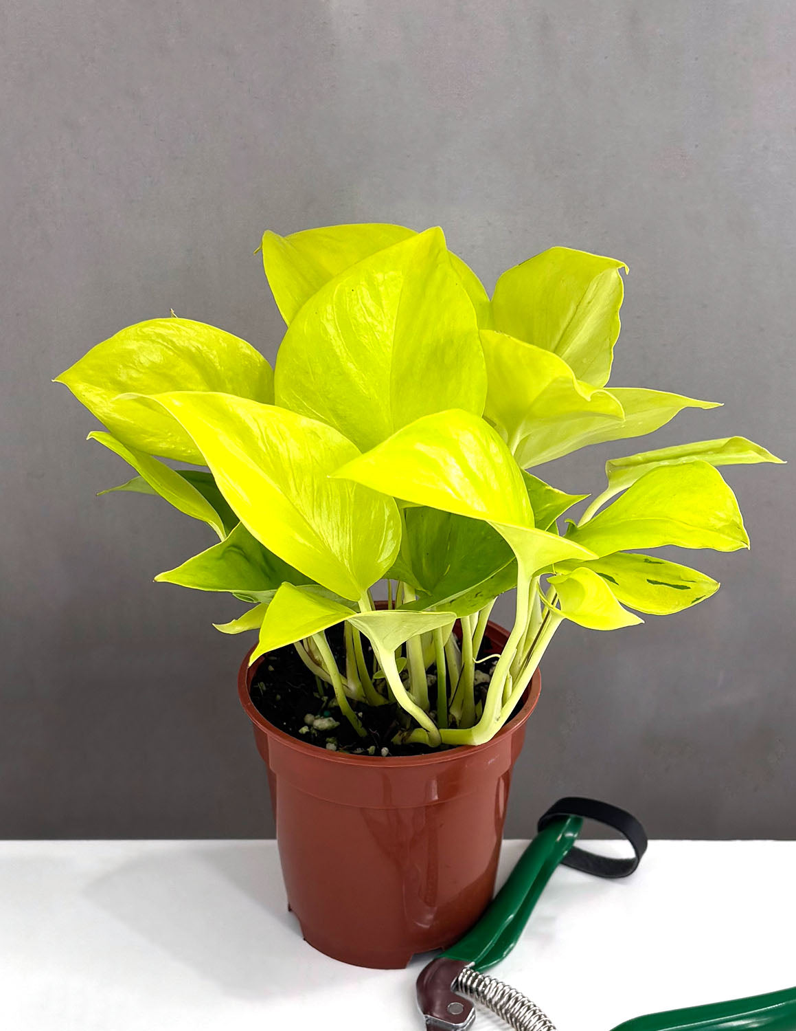 Epipremnum Champs Elysees | Houseplants