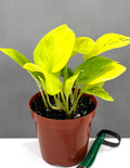 Epipremnum Pinnatum Champs Elysees - Plant Proper - 4" Pot