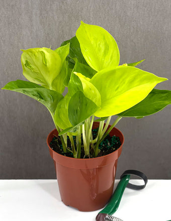 Epipremnum Pinnatum Champs Elysees - Plant Proper - 4" Pot