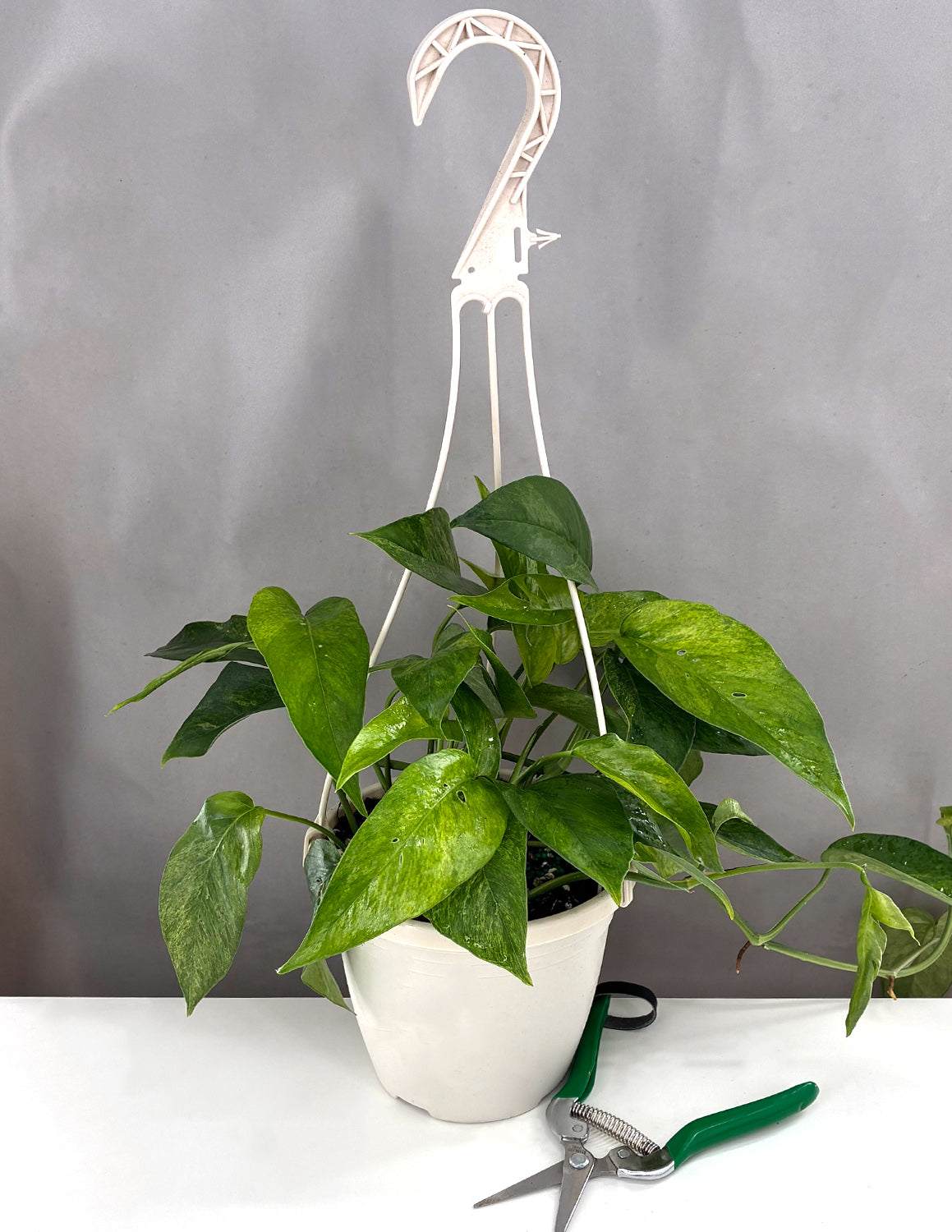 is epipremnum pinnatum a pothos Epipremnum Pinnatum Mint | Houseplants