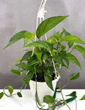 Epipremnum Pinnatum Mint - Plant Proper - 6" Hanging Pot