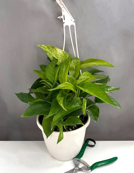 Epipremnum Pinnatum Albo/Mint - Plant Proper - 6" Hanging Basket