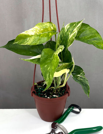 Epipremnum Pinnatum Variegated - Plant Proper - 4" Pot