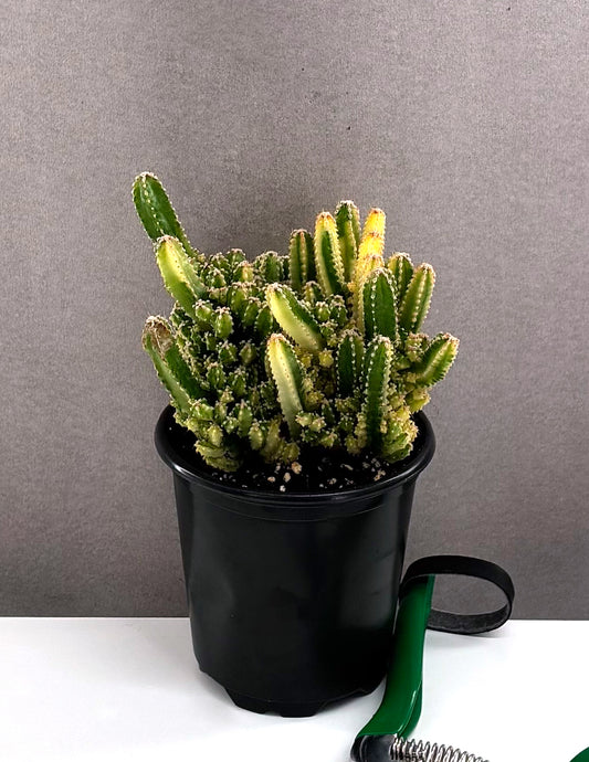 Fairy Castle Cactus Variegated - Plant Proper - 3.5" Pot