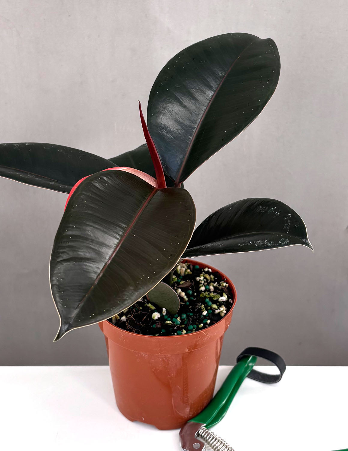 Rubber Tree | Ficus Elastica Burgundy | Houseplant | Always Affordable at  Plant Proper