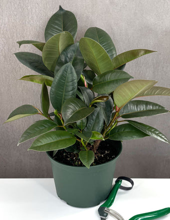 Ficus Melanie - Plant Proper - 6" Pot