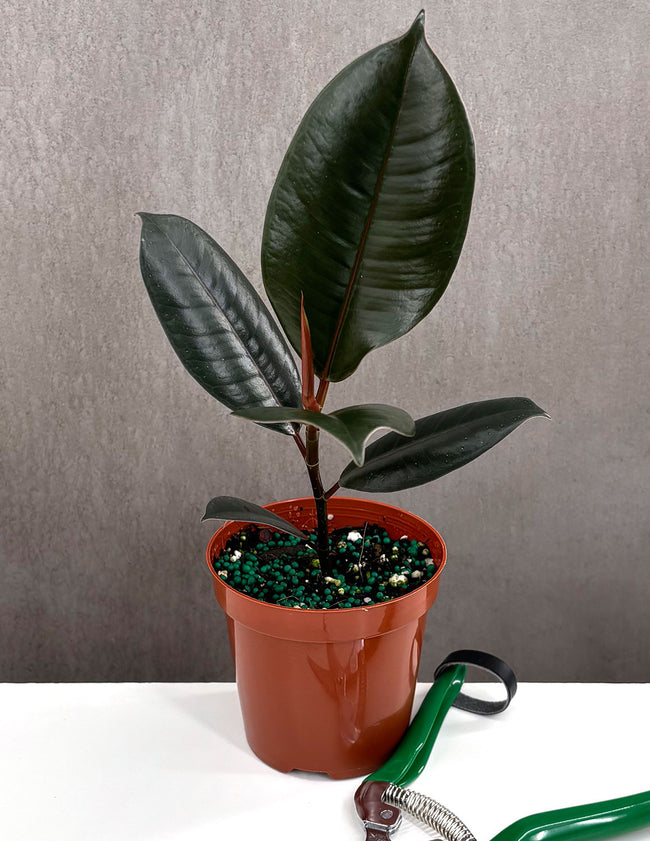 Ficus Burgundy Rubber Tree - Plant Proper - 4" Pot